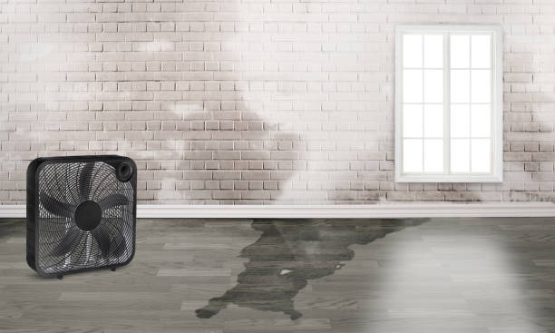 Best Local water damage restoration  in Stickney, IL